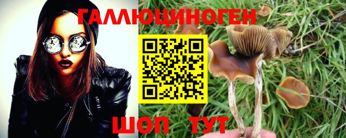 Псилоцибиновые грибы Cubensis  Вход с VPN  Нижний Новгород 