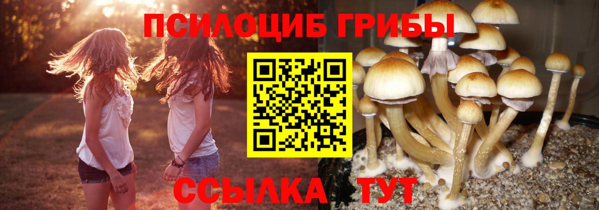Галлюциногенные грибы Psilocybine cubensis Нижний Новгород